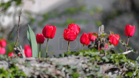 Foto de IMAGEN FOCUS SELECTIVO de flores de tulipán rojo brillantes y llamativas que florecen en la primavera en un macizo de flores de un jardín en la zona de la Iglesia de Santa Sofía Crkva Sveta Sofija-. Ohrid-Macedonia del Norte. - Imagen libre de derechos