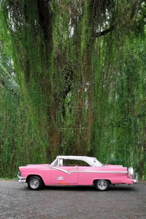 Foto de La Habana, Cuba-7 de octubre de 2019: Vista lateral izquierda de un coche convertible clásico americano rosa Ford Fairlane Sunliner 1956- estacionado bajo un árbol de jaguey alto y colgante en Isla Josefina Island Park. - Imagen libre de derechos