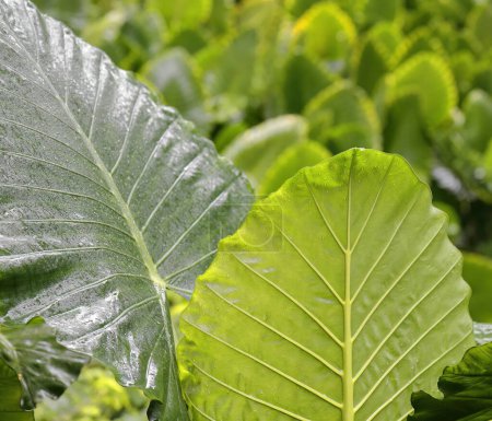 Großaufnahme einer riesigen Taro-Alocasia-Makrorrhizos- Pflanze auf der Isla Josefina, einer geschützten Naturlandschaft im Almendares River Park, der Lunge der Hauptstadt, die vor üppigem Grün strotzt. Havanna-Kuba.