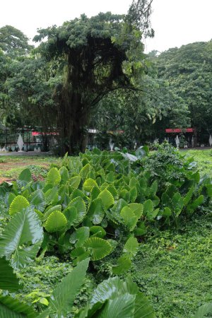 Téléchargez les photos : Taro géant -Alocasia macrorrhizos- lit de plantes dans l'île d'Isla Josefina protégé paysage naturel du parc de la rivière Almendares, poumon de la ville importante éclatant de verdure luxuriante. La Havane-Cuba. - en image libre de droit