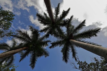 Foto de Tres altas palmeras reales convergen en un cielo parcialmente nublado en la zona Cafetal Buenavista Coffee Estate, parte de Las Terrazas - Las Terrazas - eco-comunidad rural y lugar turístico. Candelaria-Cuba. - Imagen libre de derechos