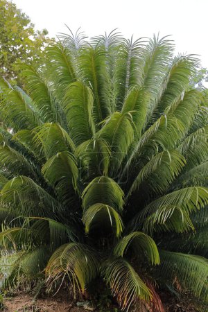 Blättriges Exemplar der Palma Corcho - Korkeimpalme, Microcycas Kalokom - lebendes Fossil von vor mehr als 300 Millionen Jahren, das in einem Garten der touristischen ländlichen Öko-Gemeinschaft Las Terrazas wächst. Candelaria-Kuba