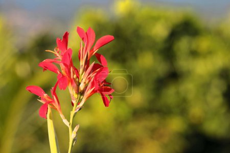 Blüten der Achira-Pflanze - Canna indica- auch bekannt als indischer Schuß oder lila Pfeilwurzel, die auf den landwirtschaftlichen Flächen des zum UNESCO-Weltkulturerbe gehörenden Valle de Vinales-Tals blühen. Pinar del Rio-Kuba.
