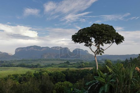Ceibon-Baum im Valle del SilencioValley mit Blick auf die Buckelpiste Robustiano links und rechts und La Esmeralda, Sierra de los Organos im Hintergrund. Valle de Vinales-Tal - Kuba.
