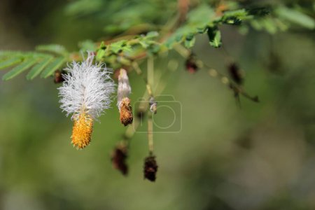 Flower of marabu plant -Dichrostachys cinerea- also known as sicklebush or Bell mimosa blooming in the agricultural land of the UNESCO World Heritage listed Valle de Vinales Valley. Pinar del Rio-Cuba