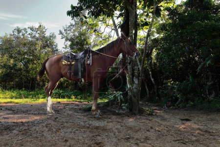Sorrel ou châtaignier cheval utilisé pour la randonnée de plaisir avec les touristes dans la vallée, attend corde attachée à un tronc de ceibon pour son cavalier de revenir de visiter un domaine voisin. Vinales-Cuba.