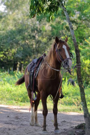 Sorrel or chestnut horse used for pleasure trail-riding with tourists in the valley, waits rope-tethered to a ceibon tree trunk for its rider to come back from visiting a nearby estate. Vinales-Cuba.