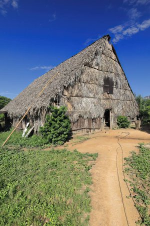 Cabaña campesina tradicional bohio-, marco de madera y cubierta de troncos y hojas de palmera, arquitectura vernácula de los antiguos cazadores-recolectores que habitan la isla. Valle de Vinales Valle-Cuba.
