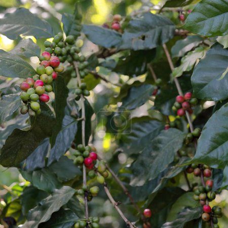Téléchargez les photos : Arabica coffee -Coffea arabica- plante présentant des grains verts et mûrs sur la randonnée Sendero Centinelas del Rio Melodioso, Parc Guanayara, Sierra de Escambray. Cienfuegos province-Cuba. - en image libre de droit