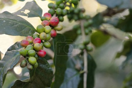 Arabica coffee -Coffea arabica- plant displaying green and ripe beans on the Sendero Centinelas del Rio Melodioso Hike, Parque Guanayara Park, Sierra de Escambray Mountains. Cienfuegos province-Cuba.