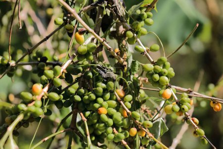 Café Arábica - Coffea arábiga - planta que exhibe granos verdes y maduros en la Sendero Centinelas del Río Melodioso Hike, Parque Guanayara Park, Sierra de Escambray Mountains. Cienfuegos provincia-Cuba.