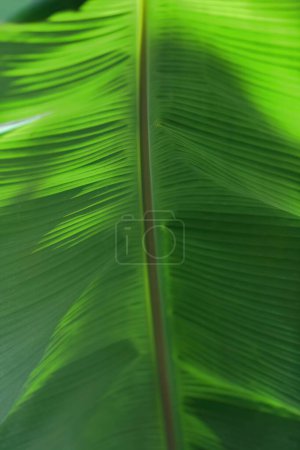 Nahaufnahme, selektives Fokusbild eines Bananen-Musa-Akuminata-Blattes, das Stiel-Blatt- und Klinge-Lamina- auf der Centinelas del Rio Melodioso-Wanderung im Guanayara-Park zeigt. Provinz Cienfuegos-Kuba.