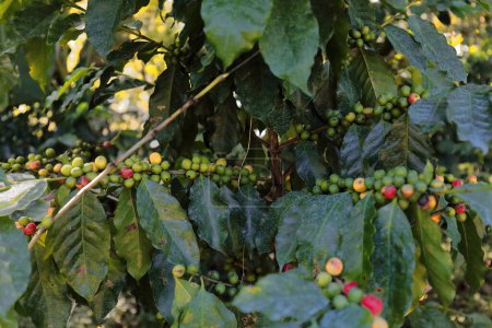 Café Arabica vert et mûr Coffea arabica- grains, plante poussant le long de la randonnée Sendero Centinelas del Rio Melodioso. Cienfuegos province-Cuba-212