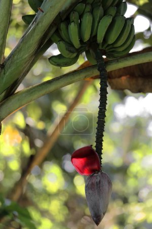 Planta de plátano mostrando un ramo colgante de fruta verde inmadura y una inflorescencia parcialmente abierta, en la Sendero Centinelas del Río Melodioso Caminata del Parque Guanayara. Provincia de Cienfuegos-Cuba.