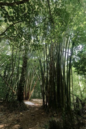 Pequeño bosque de bambú entre los árboles de la selva tropical en la Sendero Centinelas del Río Luminoso Hike, camino hacia la piscina Poza del Venado en el Parque Guanayara Park, Montañas Escambray. Cienfuegos provincia-Cuba.