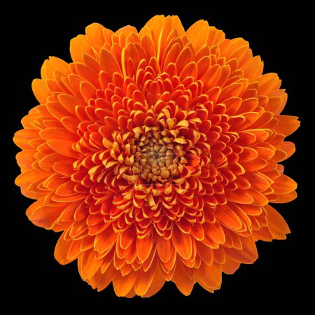 Photo for Gerbera flower head isolated on black background - Royalty Free Image