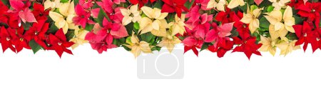 Foto de Guirnalda de flores Poinsettia. Navidad frontera decoración floral aislada sobre fondo blanco - Imagen libre de derechos