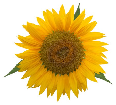 Téléchargez les photos : Tournesol isolé tête de fleur sur fond blanc - en image libre de droit