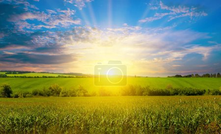 Green corn field and light shines sunset.
