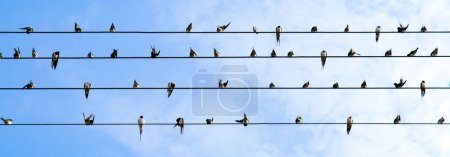 A flock of swallows sits on wires against the background of a blue sky. Wide photo.