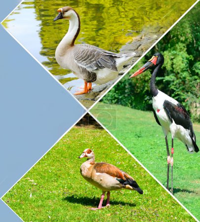 Téléchargez les photos : Oiseaux du parc municipal : cigogne noire, oie, canard. Collage photo avec espace libre pour le texte - en image libre de droit