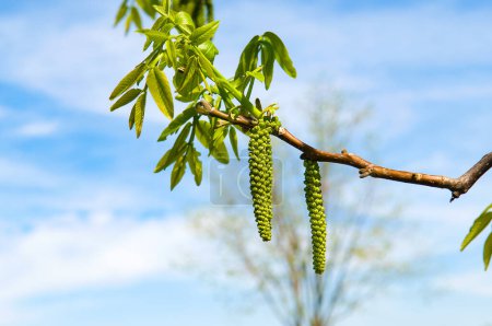 A walnut branch with heterosexual flowers against a blue sky.