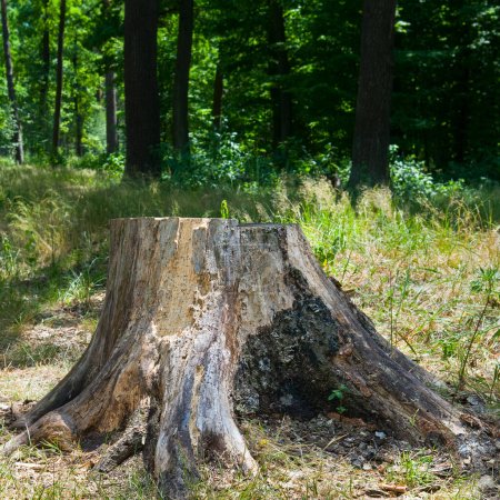 Stump of a sawn tree in a summer forest.