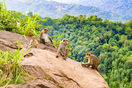 Téléchargez les photos : Singes Hamandryla sur une falaise abrupte dans la nature sauvage du Sri Lanka. - en image libre de droit