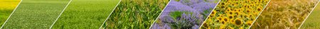 Foto de Collage panorámico de campos fotográficos con diferentes cultivos agrícolas. Foto amplia. - Imagen libre de derechos