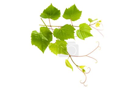 Photo for Grape leaves isolated on white background. - Royalty Free Image