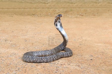 Foto de Cobra en una pose amenazante en la naturaleza. - Imagen libre de derechos