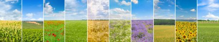 Foto de Vista panorámica del campo verde y el cielo azul con nubes claras. Espacio libre para texto. Collage.. - Imagen libre de derechos