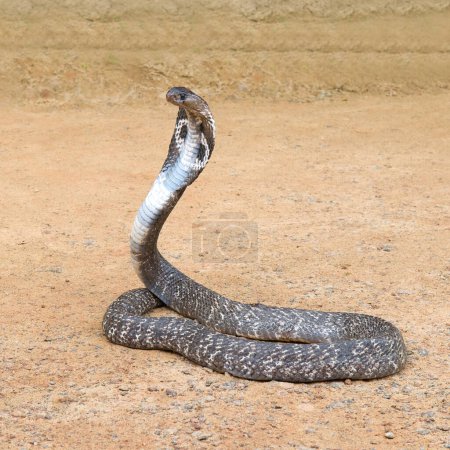 Foto de Cobra en una pose amenazante en la naturaleza. - Imagen libre de derechos