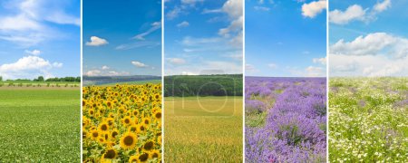 Foto de Collage de fotos con vistas de campos agrícolas. Foto amplia. - Imagen libre de derechos