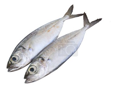 Photo for Fresh mackerel fish isolated on the white background. There is free space for text. - Royalty Free Image