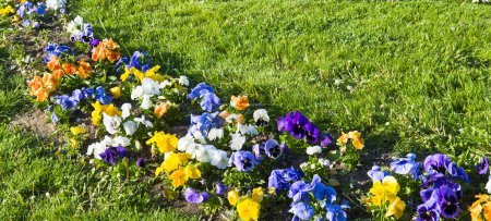 Beautiful colorful pansies in the garden. Vivid pansy flowers at the spring flowerbeds. Wide photo.