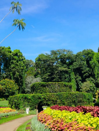 A picturesque botanical garden with exotic tropical plants and trees. Kandy, Sri Lanka. Vertical photo