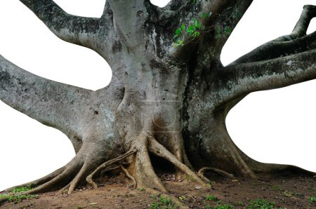 Powerful trunk, roots and branches of an old ficus tree isolated on white background.