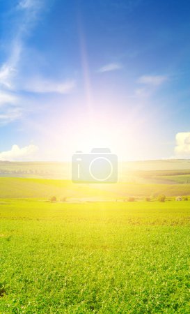 Ein Feld mit grünen Luzernen und hellem Sonnenaufgang. Vertikales Foto