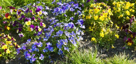 Beautiful colorful pansies in the garden. Vivid pansy flowers at the spring flowerbeds with selective focus. Flower summer background. Multicolored romantic pansies blooming. Wide photo.