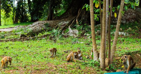 Macaque on the grass in Peradeniya Royal Botanic Gardens located near Kandy city, Sri Lanka. Wide photo.