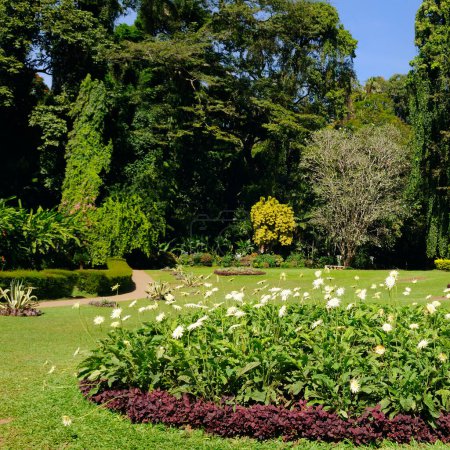 Tropical park with extensive lawns and flower beds. Botanical Garden, Kandy, Sri Lanka.