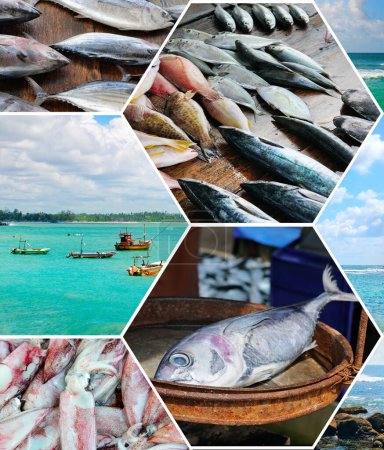 Foto de Pesca en la costa de Sri Lanka. collage de fotos. - Imagen libre de derechos