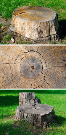 Téléchargez les photos : Vieilles souches d'arbres dans le parc d'été. Photo verticale. Collage. - en image libre de droit