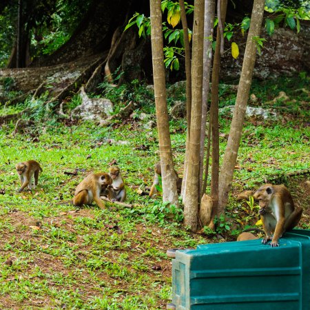 Macaque on the grass in Peradeniya Royal Botanic Gardens located near Kandy city, Sri Lanka.