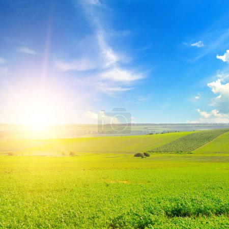 Summer landscape, growing fodder crops of green clover or alfalfa in cultivated fields and a bright sunrise.