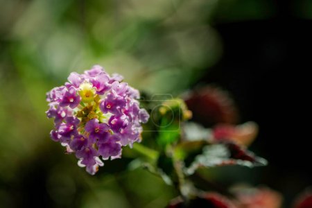 Hermosa flor púrpura sobre un fondo verde, primer plano, macrofotografía