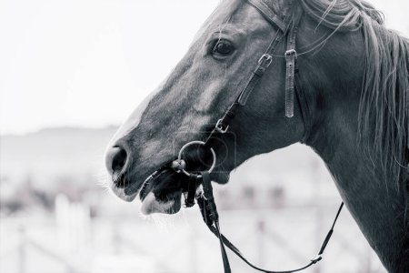 Detalles de un retrato de caballo en un prado, primer plano, macrofotografía