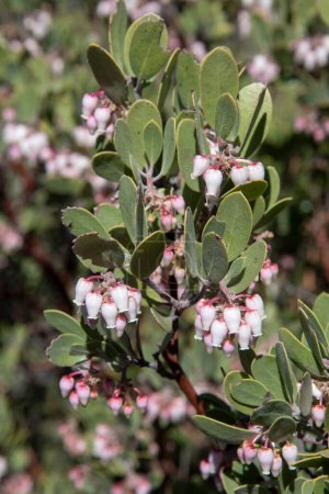 Wilde Arctostaphylos pungens Manzanita-Pflanze mit frühlingshaften rosafarbenen Blüten