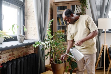 Photo for Retired African American man in home wear watering and loosening soil in flowerpot with green domestic plant in living room or bedroom - Royalty Free Image